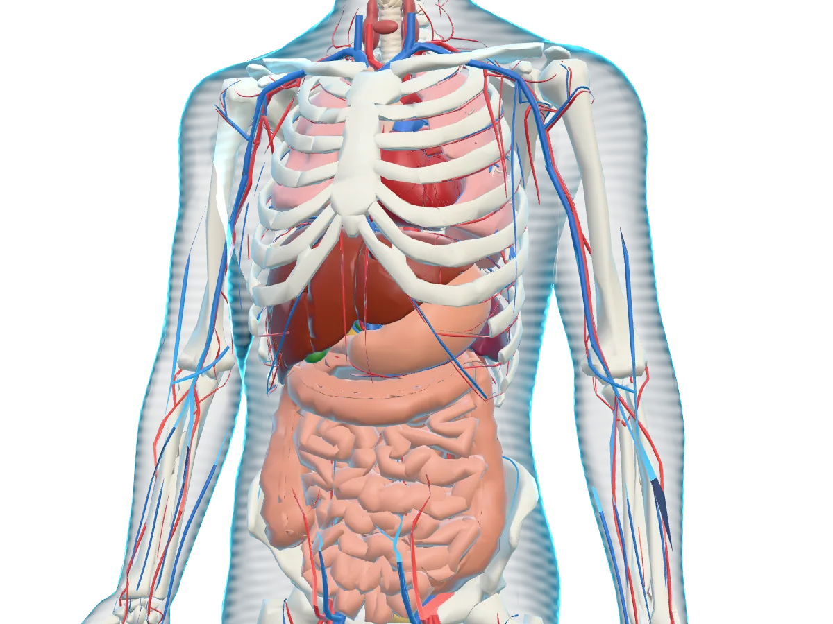 Internal organs: Organs, ribcage and vessels in X-ray mode.